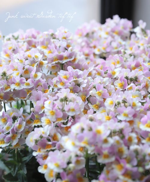 �ɺ��ͥ᥷�����������ȡ��إ���ѥ���