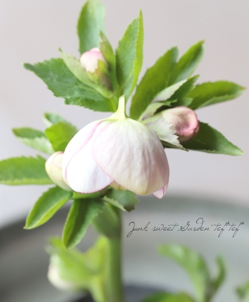 大和園】 クリスマスローズ 『パステリッシュストレイン』 2026【A