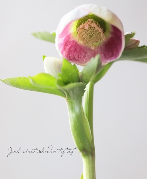 大和園】 クリスマスローズ 『パステリッシュストレイン』 2026【A