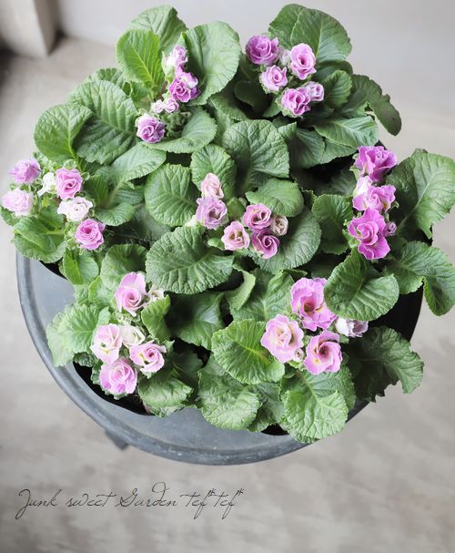 �ץ�ߥ��ࡦ�Х�餭�ʼ�ץ��顦����ꥢ�󡡡إ֥롼�٥꡼�Υࡼ����