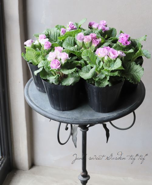 �ץ�ߥ��ࡦ�Х�餭�ʼ�ץ��顦����ꥢ�󡡡إ֥롼�٥꡼�Υࡼ����