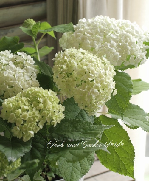 スペシャルオファ クリアホワイト アナベル グリーン 紫陽花 ヘアゴム シュシュ