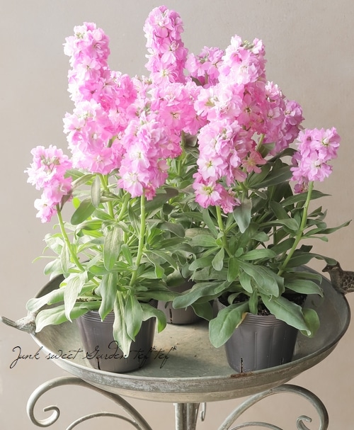 八重咲きストック 『ライラック』 | すべての商品 | | Junk sweet