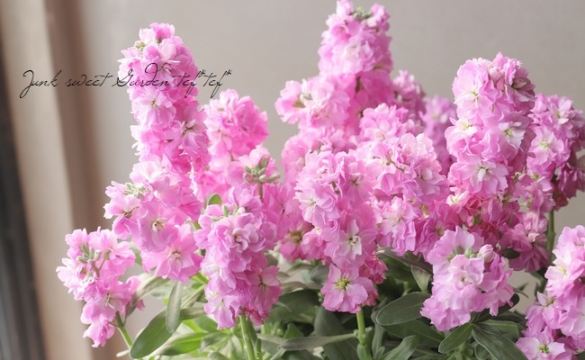 宿根　フランス直輸入　八重咲き　芳香　ライラック『カルベティエム』おしゃれ　大苗 宿根 フランス直輸入 八重咲き 芳香 ライラック『カルベティエム』大苗