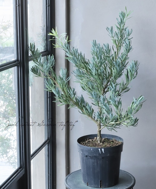 常緑針葉樹】 ポドカルプス・マキ 『アイシーブルー』 | すべての商品