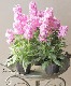 Ȭ�ź餭���ȥå����إ饤��å���