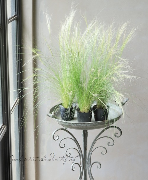 �ڥ��饹��ʪ�� ���ƥ��ѡ��ƥ̥��å��� �إ��󥸥���إ��� �إե��������饹��