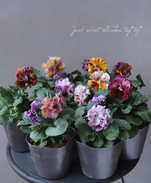 フリルパンジー フリフリ ネオキャンティ すべての商品 Junk Sweet Garden Tef Tef