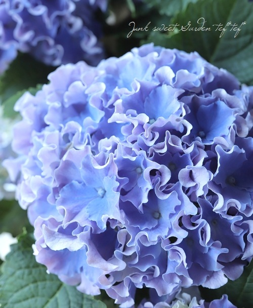 フリンジ紫陽花 サーフィン・サーファー 『シーサイドブルー