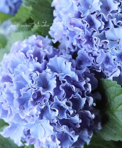 フリンジ紫陽花 サーフィン シーサイドブルー すべての商品 Junk Sweet Garden Tef Tef