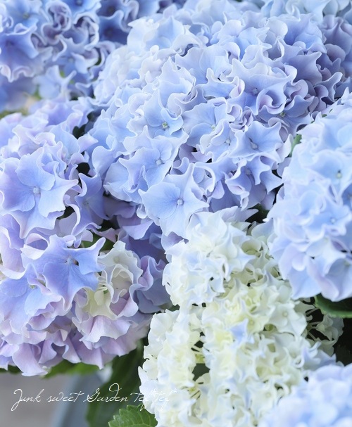 フリンジ紫陽花 サーフィン シーサイドブルー すべての商品 Junk Sweet Garden Tef Tef