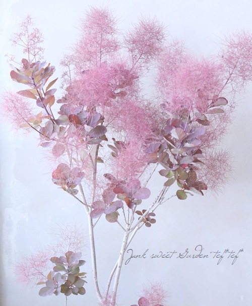 スモークツリー 『ディープレッド』 【186】 | すべての商品 | | Junk