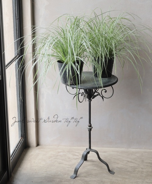 カレックス・オシメンシス 『エベレスト』 大株 | すべての商品