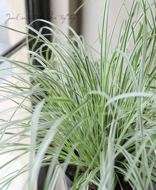 カレックス・オシメンシス 『エベレスト』 大株 | すべての商品