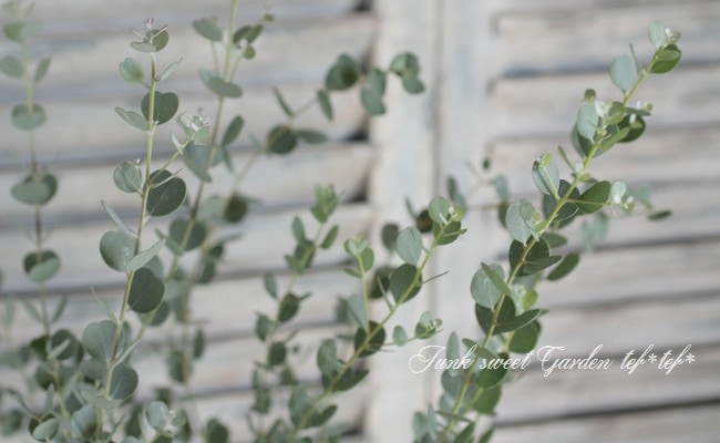 �ϡ��ȥ꡼�ա��桼���ꡡ�إ����֥��ƥꥢ�ʡ�