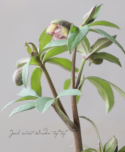 大和園】 クリスマスローズ・デュメトルムハイブリッド 『小輪