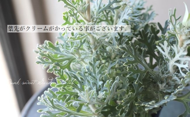 �ե��ͥ�ե����إ�ȥ륨�󥸥���� ����¿������