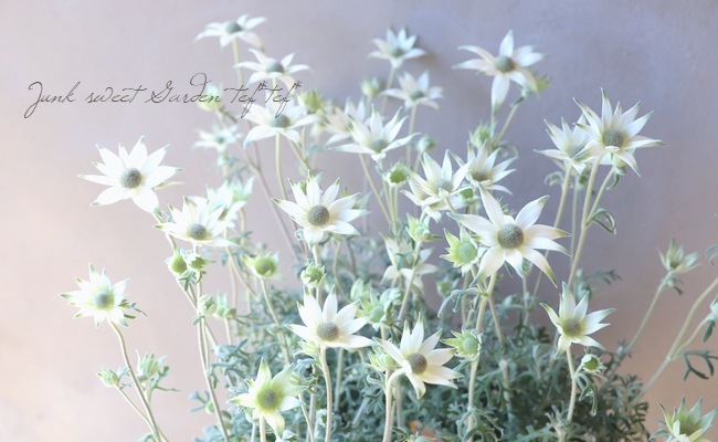 1点物　リトルウッズ　ドライフラワー　R-577　11/26まで お花雑誌 掲載「PreFla」 ☆ドライフラワー ミニブーケ プチギフト