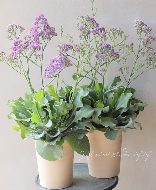 宿根スターチス ソルトレイク リモニウム 花苗 Junk Sweet Garden Tef Tef