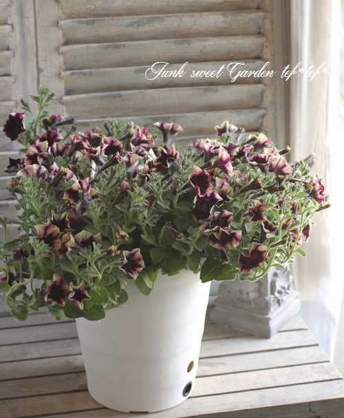 ペチュニア 『チャーリー』 | すべての商品 | | Junk sweet Garden tef