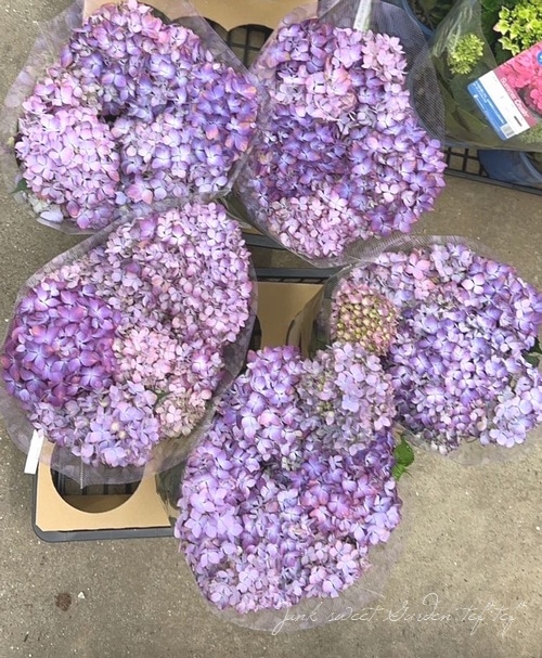 吉岡麗子さん】 山紫陽花 『十六夜 -いざよい-』 希少！ | Flower