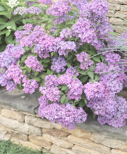 吉岡麗子さん】 山紫陽花 『十六夜 -いざよい-』 希少！ | Flower