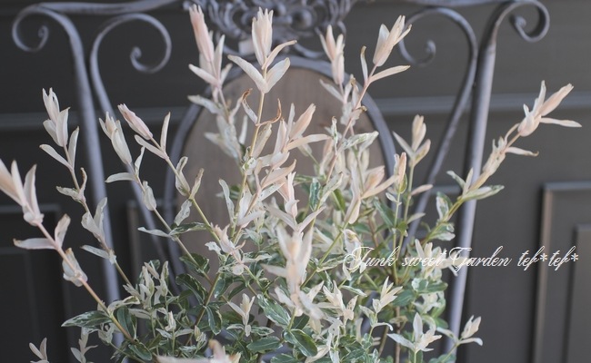 斑入りヤナギ 白露錦 ハクロニシキ 冬の状態 花苗 リーフ Junk Sweet Garden Tef Tef