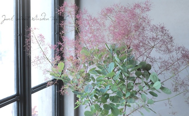 スモークツリー 『パープルファー』 【98】2022 | すべての商品