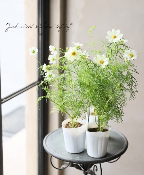 コスモス 『キサントス・レモンホワイト』 | すべての商品