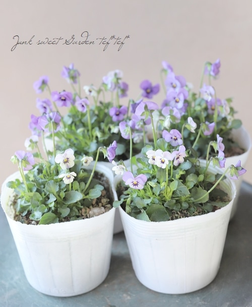 ○ビオラ・ビオレッタ 『ミスティックブルー』 | すべての商品