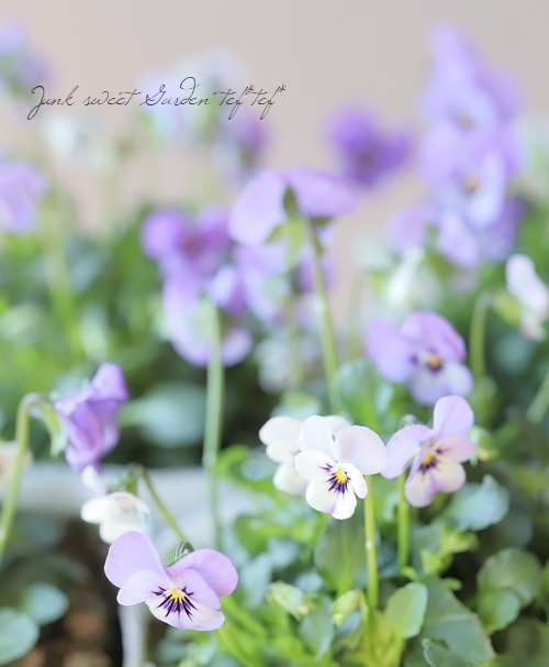 ○ビオラ・ビオレッタ 『ミスティックブルー』 | すべての商品