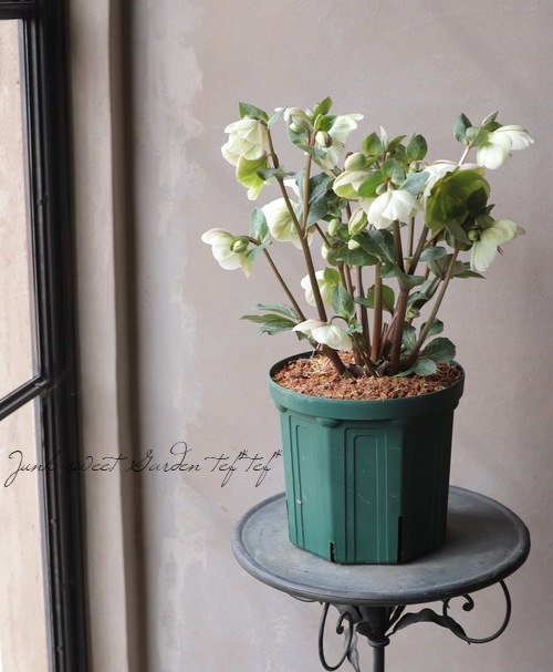 クリスマスローズ 『モリーズホワイト』 2016年の新品種 | すべての