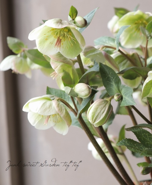 クリスマスローズ 『モリーズホワイト』 2016年の新品種 | すべての