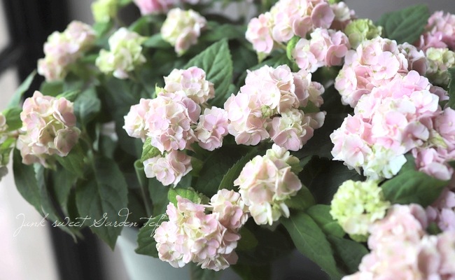 八重咲き山紫陽花 桜 伊予獅子手まり 桜ピンク C すべての商品 Junk Sweet Garden Tef Tef