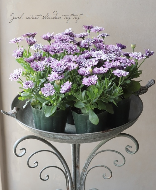 ゲブラさんのオステオスペルマム 『シルム』 | すべての商品 | | Junk