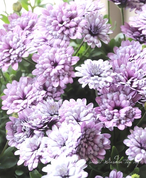 ���֥餵��Υ����ƥ����ڥ�ޥࡡ�إ�����