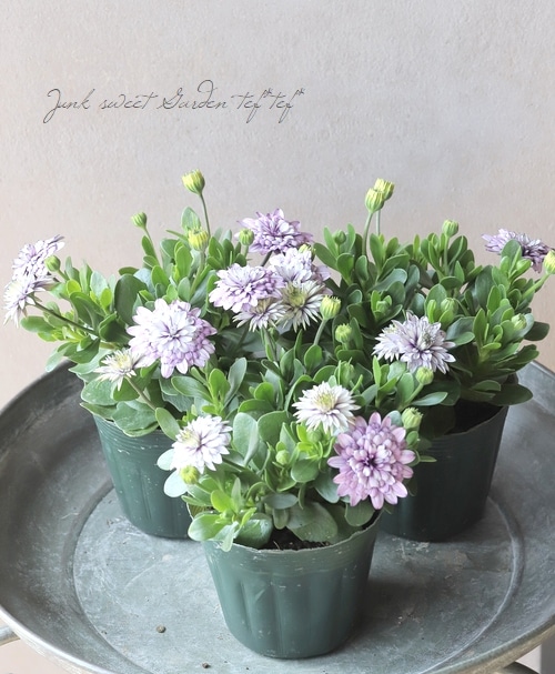 ���֥餵��Υ����ƥ����ڥ�ޥࡡ�إ�����