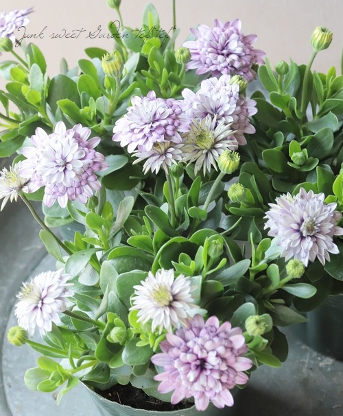 ���֥餵��Υ����ƥ����ڥ�ޥࡡ�إ�����