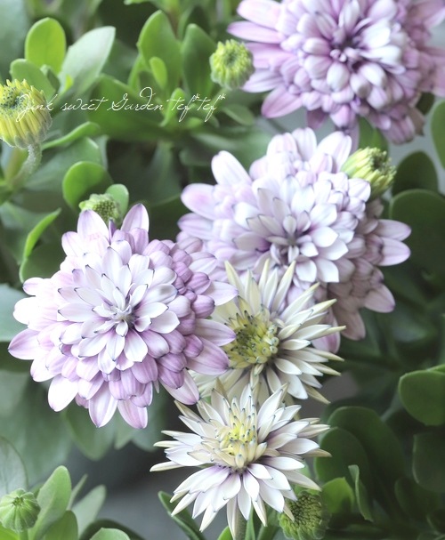 ���֥餵��Υ����ƥ����ڥ�ޥࡡ�إ�����