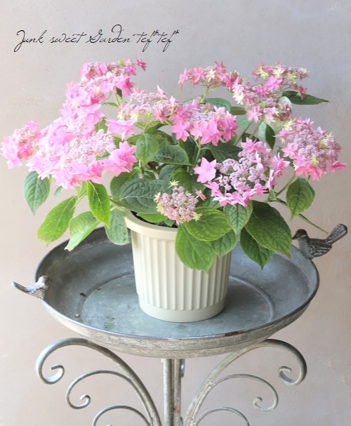 山紫陽花 『美方八重 -ミカタヤエ-』 ピンク | Flower Species