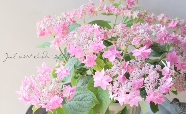 紫陽花　美品 島根オリジナル品種】 八重咲き紫陽花 『万華鏡』ブルー大株 | Flower