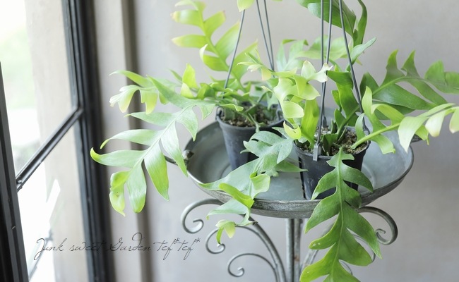 観葉植物】 エピフィルム 『クリソカルディウム』 | すべての商品