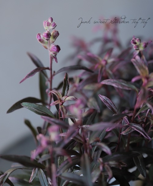 �����ꥭ�󥮥祽�����إ��󥷥󥰥�������١�