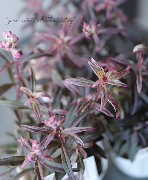 �����ꥭ�󥮥祽�����إ��󥷥󥰥�������١�