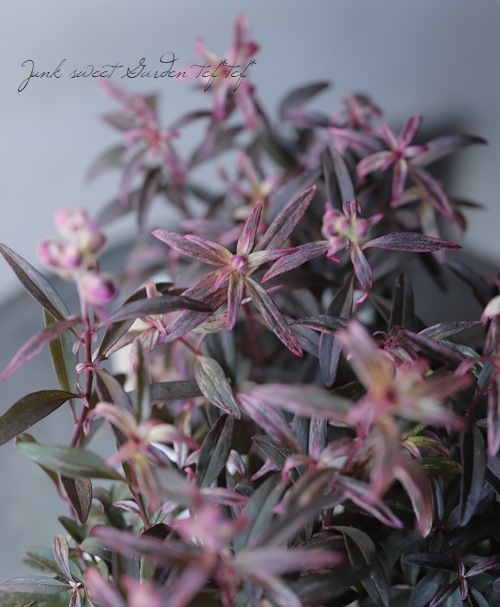 �����ꥭ�󥮥祽�����إ��󥷥󥰥�������١�