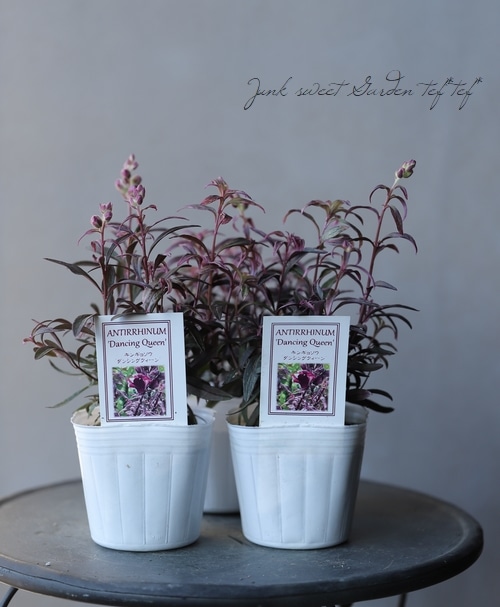 �����ꥭ�󥮥祽�����إ��󥷥󥰥�������١�