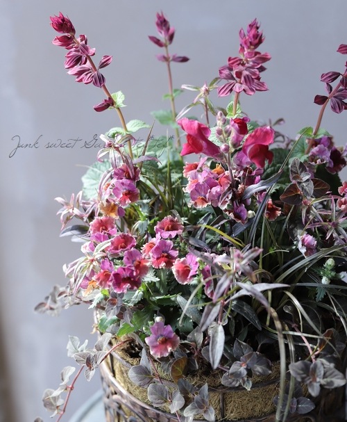 �����ꥭ�󥮥祽�����إ��󥷥󥰥�������١�