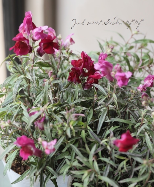 �����ꥭ�󥮥祽�����إ��󥷥󥰥�������١�