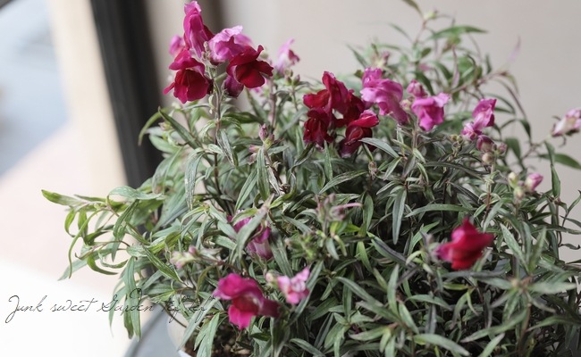 �����ꥭ�󥮥祽�����إ��󥷥󥰥�������١�