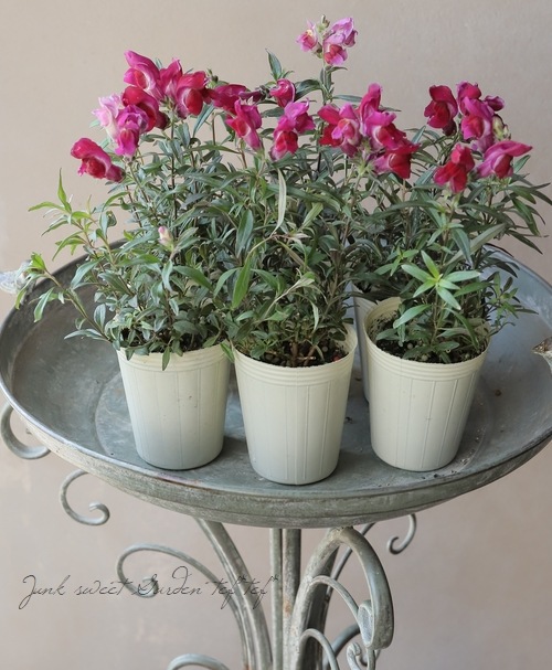 �����ꥭ�󥮥祽�����إ��󥷥󥰥�������١�